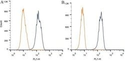 Nestin Antibody (10C2) - Azide and BSA Free, Novus Biologicals 0.1 mL;